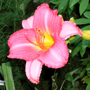 Hemerocallis Cedar Waxwing